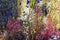 Drosera indica Linn.flowe beautiful with blur background