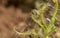 Drosera Indica with Trapped Insect seen at Kaas Plateau,Satara,Maharashtra,India