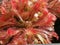Drosera nataliensis, sundew - carnivorous plant