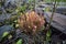 Drosera in natural environment