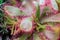 Drosera rotundifolia, the round-leaved sundew or common sundew, a carnivorous plant, close up
