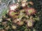 Drosera spatulata, sundew - carnivorous plant