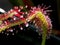 Drosera sundew - carnivorous plant