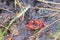 Drosera - the sundews - red carnivorous plant