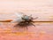 Drosophila Fly Insect on Wooden Wall Background