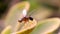 Drosophila melanogaster fly on leaf in indian village garden image Common fruit flyInsect