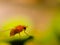 Drosophila melanogaster fly on leaf in indian village garden image Common fruit flyInsect garden fly