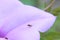Drosophila melanogaster on petals