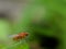 Drosophila suzukii, commonly called the spotted wing drosophila or SWD, is a fruit fly. D. suzukii, originally from southeast Asia