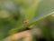 Drosophila suzukii, commonly called the spotted wing drosophila or SWD, micro insect image  in indian village home garden