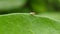 Drosophila suzukii  insect video  in indian village