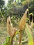 Drought affected maize/corn drying on plant.