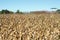 Drought affected maize crop