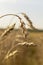 Drought on cereal fields. Dried wheat fields.Wheat bad harvest