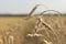 Drought on cereal fields. Dried wheat fields.Wheat bad harvest