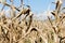 Drought corn field