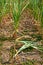 Drought corn field in hot summer