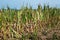 Drought corn field in hot summer