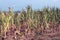 Drought corn field in hot summer