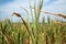 Drought corn field in hot summer