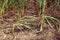 Drought corn field in hot summer