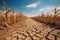 Drought in a cornfield