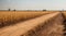 Drought in a Cornfield: Devastating Impact on Agriculture.