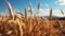 Drought in a cornfield. Generative AI.
