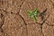 Drought cracked soil with plant growing through