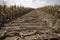 Drought in cultivated corn maize crop field