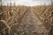 Drought in cultivated corn maize crop field