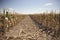 Drought in cultivated corn maize crop field