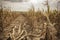 Drought in cultivated corn maize crop field