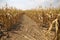 Drought in cultivated corn maize crop field