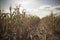 Drought in cultivated corn maize crop field