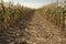 Drought in cultivated corn maize crop field