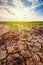 Drought in cultivated corn maize crop field