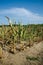 Drought damaged corn