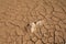 Drought and Desertification