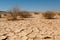 Drought and Desertification