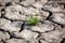 Drought, dry earth, sadness, dried up water
