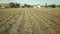 Drought dry field land with potato leaves Solanum tuberosum potatoes, drying up the soil cracked, climate change