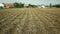 Drought dry field land with potato leaves Solanum tuberosum potatoes, drying up the soil cracked, climate change