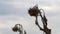 Drought with dry and withered sunflowers in extreme heat periode with hot temperatures and no rainfall due to global warming cause