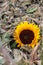 Drought with dry and withered sunflowers in extreme heat periode with hot temperatures and no rainfall due to global warming cause