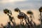 Drought with dry and withered sunflowers in extreme heat periode with hot temperatures and no rainfall due to global warming cause