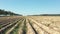 Drought Ground Agricultural Field Dry Land Potato Leaves