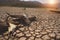 The drought land texture in Thailand. Skull animal on dry land