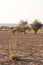 Drought land where usually a lake takes place, dry season in Namibia, Africa