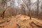 Drought landscape of tropical rainforest in summer